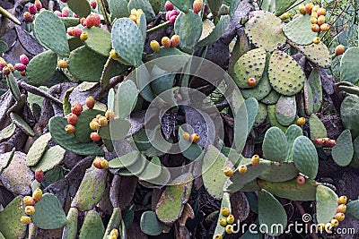 Prickly pear cactus nopal with fruits. Stock Photo