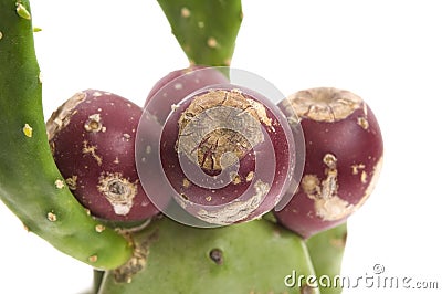 Prickly pear cactus ( Opuntia ficus-indica ) Stock Photo