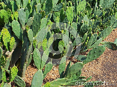 Prickly pear cactus, Opuntia ficus-indica, Meditteranean cactus Stock Photo