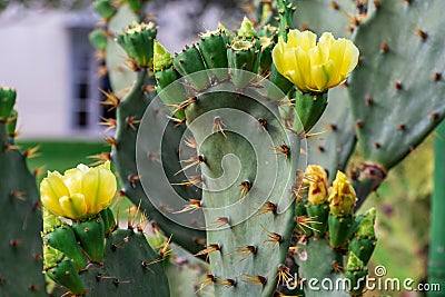 Prickly Pear Cactus Opuntia with yellow flowers - Pembroke Pines, Florida, USA Stock Photo