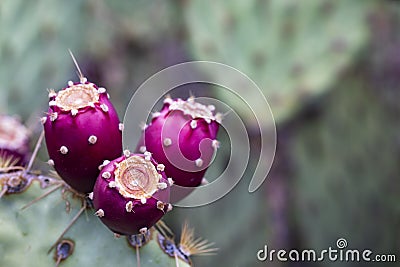 Prickly Pear Cactus Red Fruit in Close Up Stock Photo