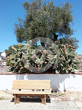 Prickly pear cactus with yellow fruit hanging over white wall. San Juan Bautista, San Benito County, California, USA Stock Photo