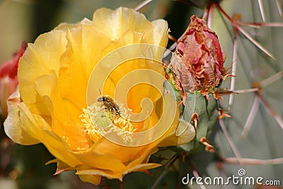 Prickly Pear flower Stock Photo