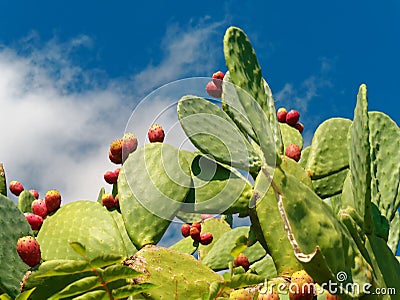 prickly pear fruit and plant blue sky Stock Photo