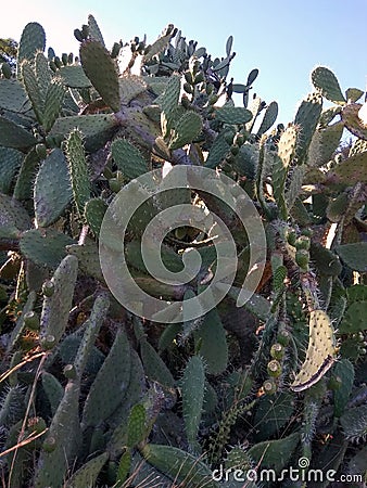 Prickly pear or green ficus with skewers and figs Stock Photo