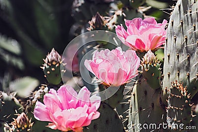 Prickly Pear Opuntia fragilis cactus in bloom, California Stock Photo