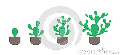 Prickly pear potted plant phases set. The life cycle of home cactus. Opuntia growth stages. Ripening growing period in a pot. Cartoon Illustration