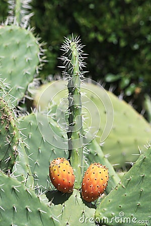 Prickly pear shaped as male genitals. Phallic form Stock Photo
