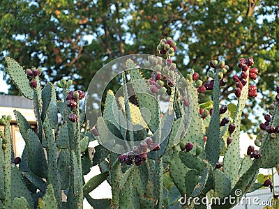 Prickly Pears Cactus Supersized Stock Photo