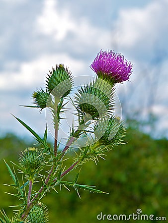 Prickly Profile of Bull Thistle Plant Stock Photo