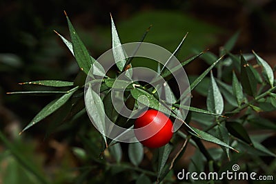 Prickly ruscus aculeatus plant Stock Photo