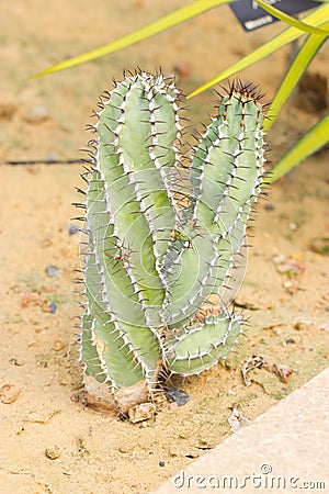 Prickly Spiral Cactus. Stock Photo