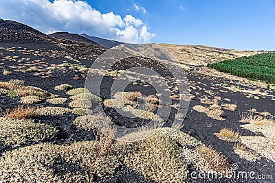 Prickly vegetation thrives in lava ash on Mt. Etna Stock Photo