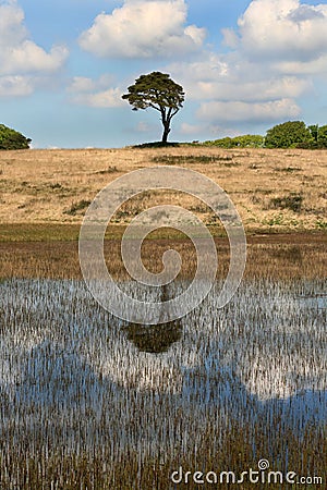 Priddy Pond near Cheddar, Somerset UK Stock Photo