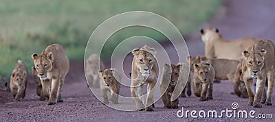 Pride of African Lions in the Ngorongoro Crater in Tanzania Stock Photo