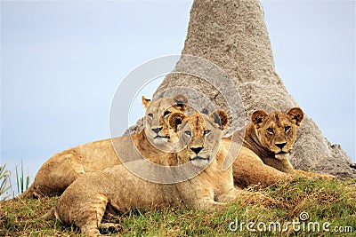 Pride of lion cubs at the Okavango Delta Stock Photo