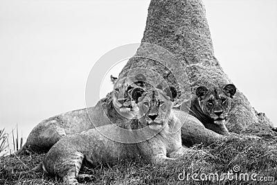 Pride of lion cubs Stock Photo