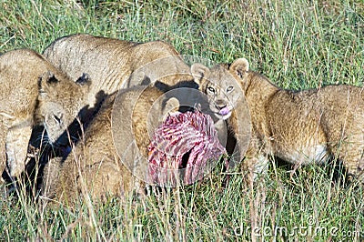 Lions eating the Prey, mother lion and cubs eat a zebra in the Serengeti, Tanzania, Africa Stock Photo