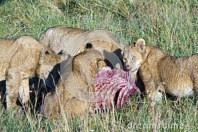 Lion pride feeding by a zebra kill. Stock Photo