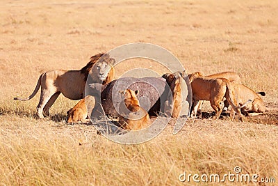 Pride of lions eating a pray in Masai Mara Stock Photo