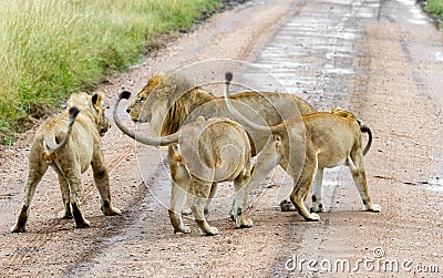 A pride of lions greeting their dominant male leader with submissive postures Stock Photo