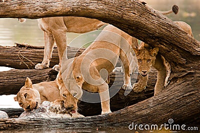 Pride of Lions on Hippo Kill Stock Photo