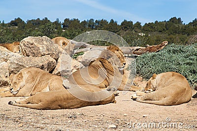 Pride of Lions Stock Photo