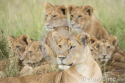 Pride of Lions, Serengeti, Tanzania Stock Photo