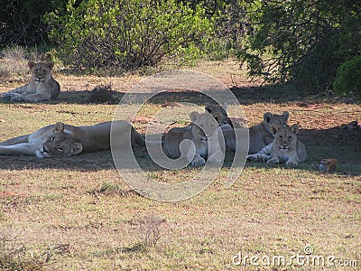 Pride of Lions in the shade Stock Photo