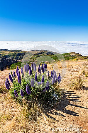 Pride of Madeira - Echium Fastuosum, Pico do Arieiro, Portugal, Europe Stock Photo