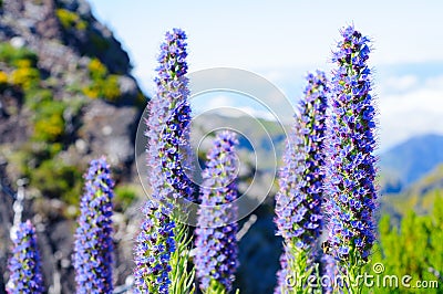 Pride of Madeira flower - Lat. Echium candicans or Echium fastuosum -against mountain blurred background. Stock Photo