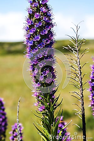 Pride of Madeira Flowers in the Mountains in the north of the Island of Madeira Stock Photo