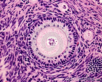 Primary ovary follicle Stock Photo