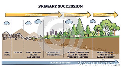 Primary succession and ecological growth process stages outline diagram Vector Illustration