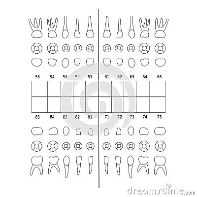 Primary tooth note Vector Illustration