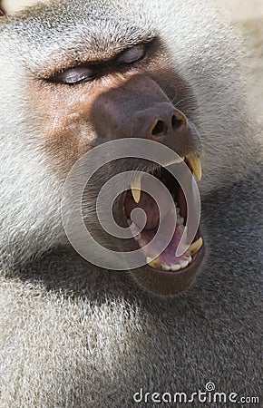 Primate Stock Photo