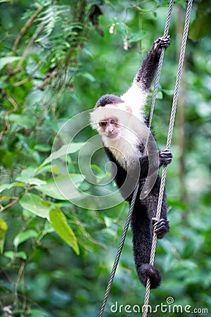 Primate animal hanging on cable in rainforest of Honduras Stock Photo