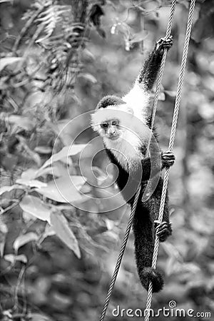 Primate animal hanging on cable in rainforest of Honduras Stock Photo