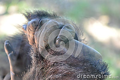 Primate Hand Stock Photo