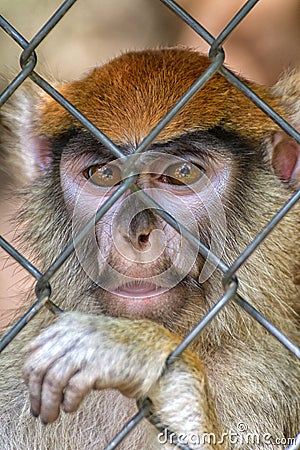 Primate Patas Monkey Face Stock Photo