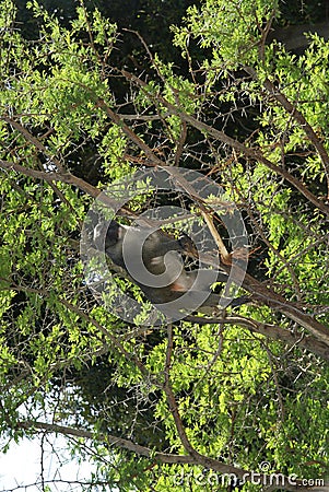 Primate in tree Stock Photo