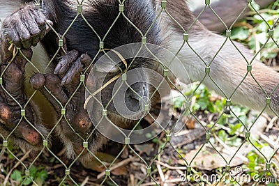 Primate at ZSL London Zoo, UK. The monkey grasps the wire of the cage and leans against it, appearing to be asleep. Stock Photo