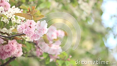 Primavera Cherry Blossoms Primavera Cherry Blossoms