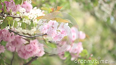 Primavera Cherry Tree Primavera Cherry Tree