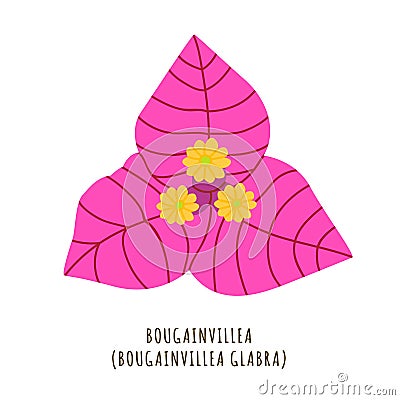 Primavera tropical flower Vector Illustration