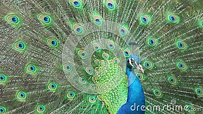 Primer hermoso del pavo real, cantidad común almacen de metraje de vídeo Primer hermoso del pavo real, cantidad común almacen de metraje de vídeo
