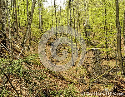 Primeval beech forest Stock Photo