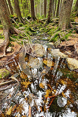 The primeval forest with the creek - HDR Stock Photo