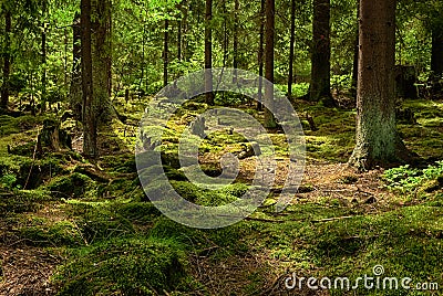 The primeval forest-HDR Stock Photo