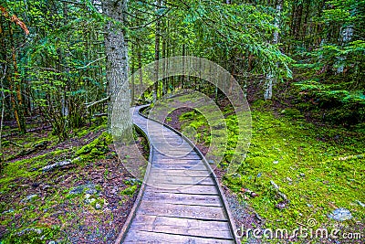 primeval forest through which the walkway leads. Alpine of San Mauricio in the Aigues Tortes National Park in the Spanish Pyrenee Stock Photo